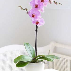 Орхидея "Фаленопсис" одноствольная